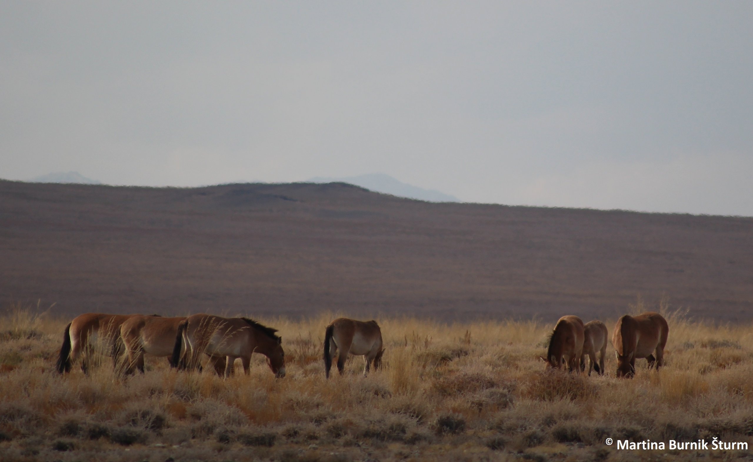 Photo of a herd of Przewalski´s horses