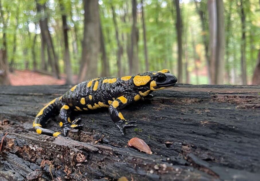 Ein Feuersalamander auf einem Baumstamm