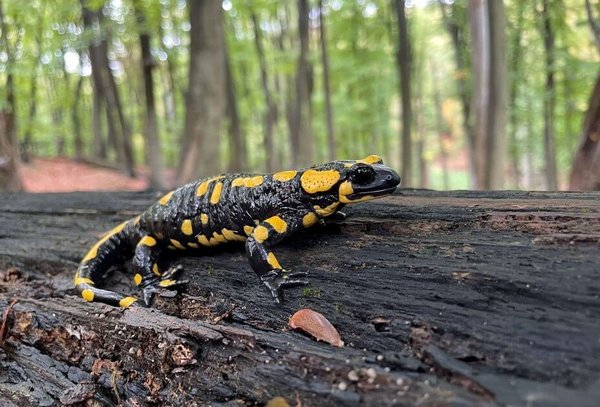 Ein Feuersalamander auf einem Baumstamm