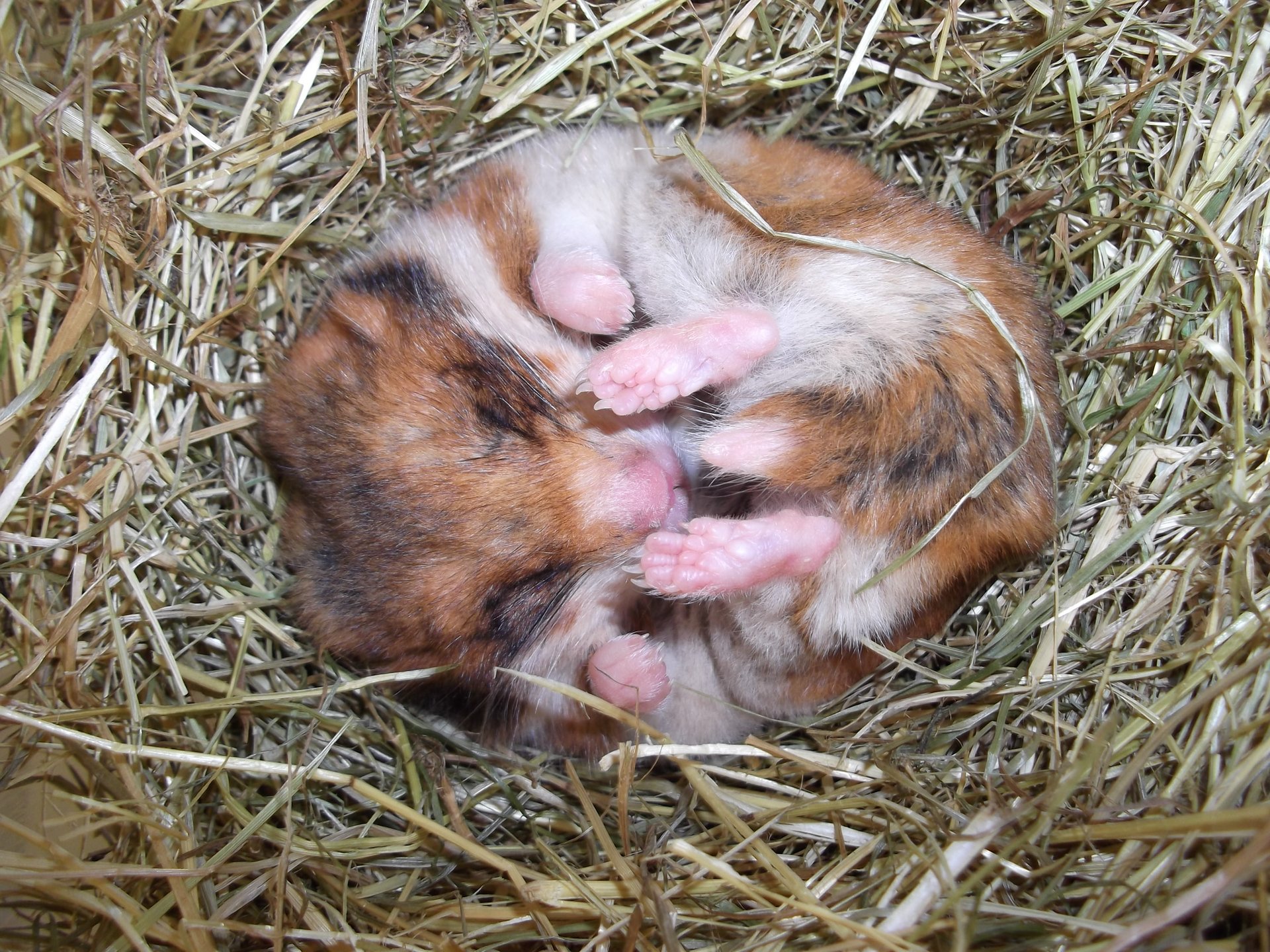 Hibernating hamster (Photo Arjen Strijkstra)