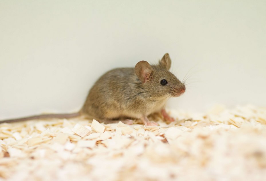 Maus