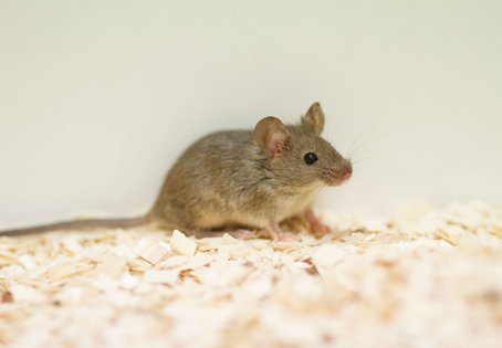 Maus