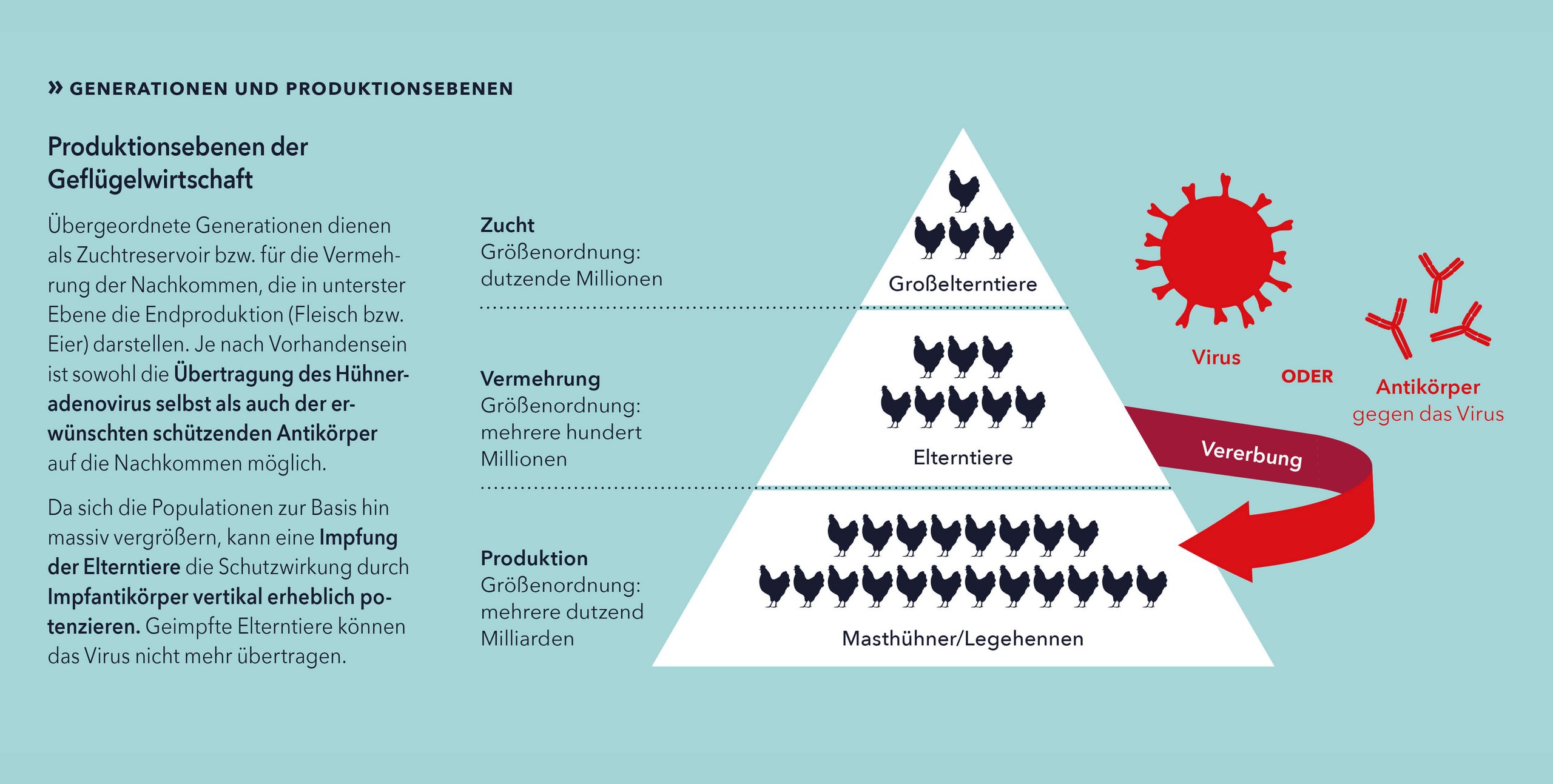 Produktionsebenen der Geflügelwirtschaft. Illustration: Matthias Moser/Vetmeduni