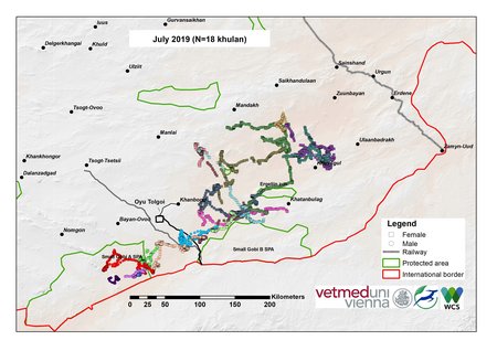Map of khulan movement in July 2019