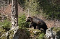 Photo of a brown bear in the forest