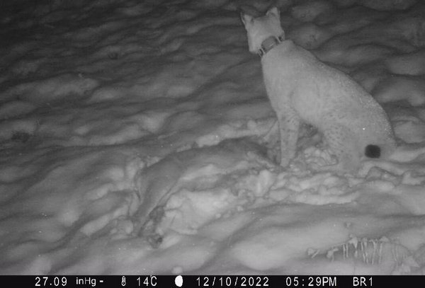 Noriks Bild im Schnee aus der Kamerafalle/camera trap photo of Norik