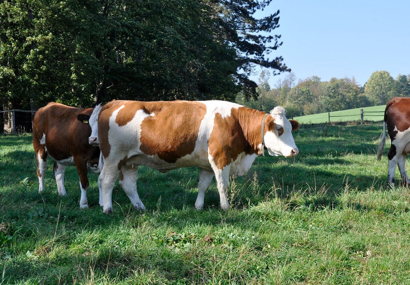 Rinderbetrieb in Kremesberg (c) Felizitas Theimer / Vetmeduni Vienna 