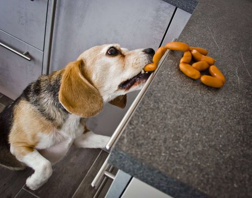 Hund stibitz Wurst