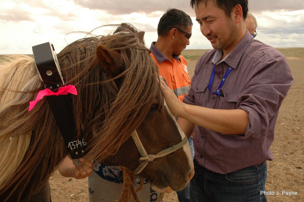 Photo of testing the GPS collar on a horse 1