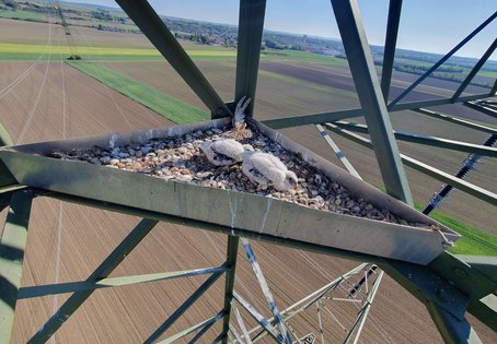 Junge Sakerfalken in einer Nistplattform auf einem Hochspannungsmast
