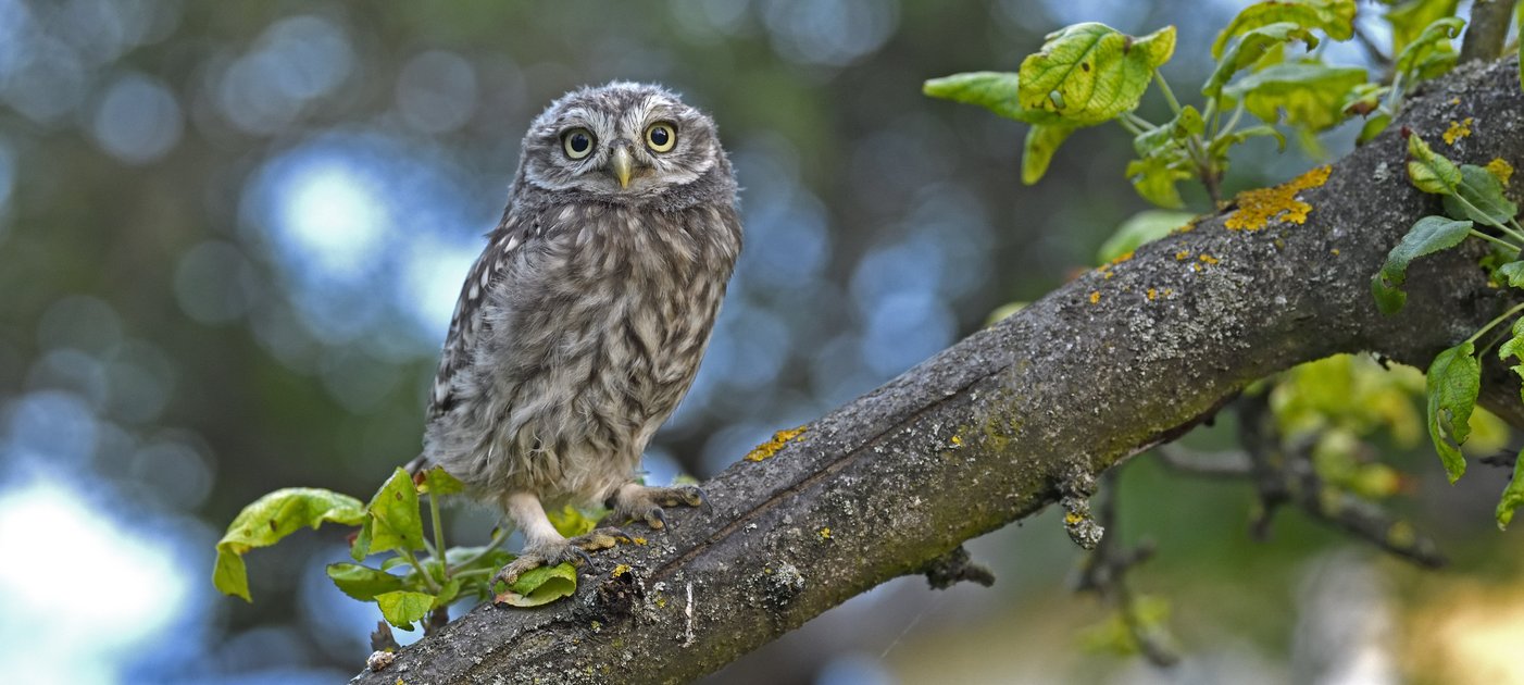 Little owl on a tree branch
