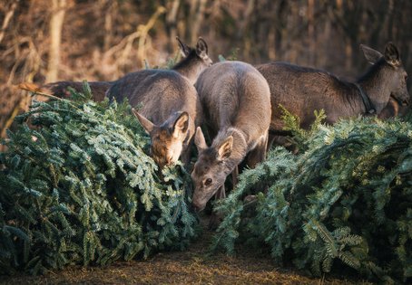 Hirschkuh frisst Nadelbaum