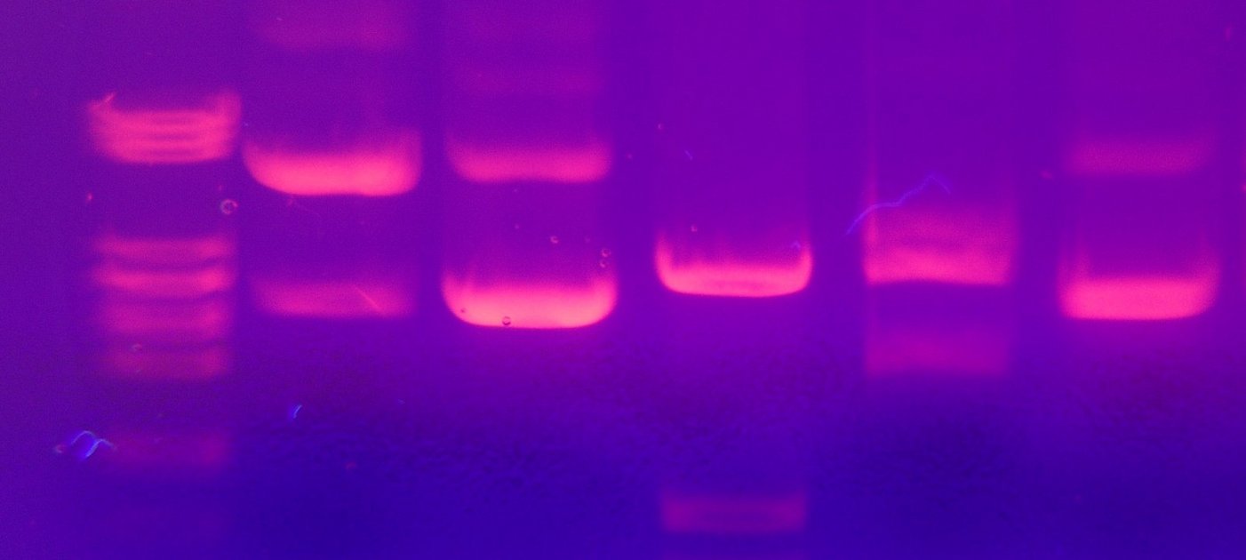 DNA Bänder nach Elektrophorese/GNA bands after gel electrophoresis 