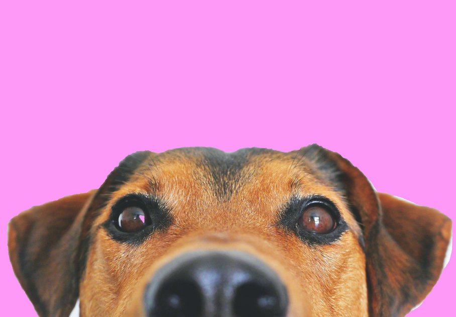 Portrait eines braunen Hundes