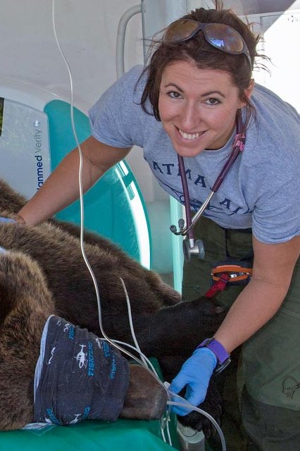 Dr. Johanna Painer with anaesthetised bear
