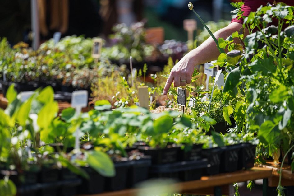 Eine Hand zeigt auf Jungpflanzen in T&ouml;pfen