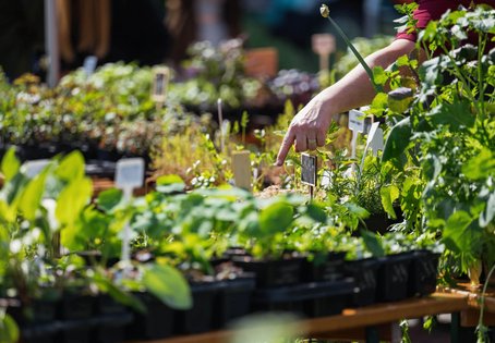 Eine Hand zeigt auf Jungpflanzen in T&ouml;pfen