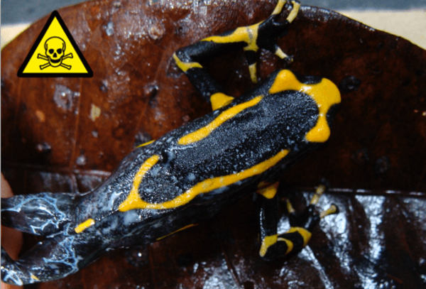 Poison dart frog with yellow markings and blue legs
