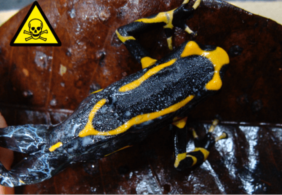 Poison dart frog with yellow markings and blue legs