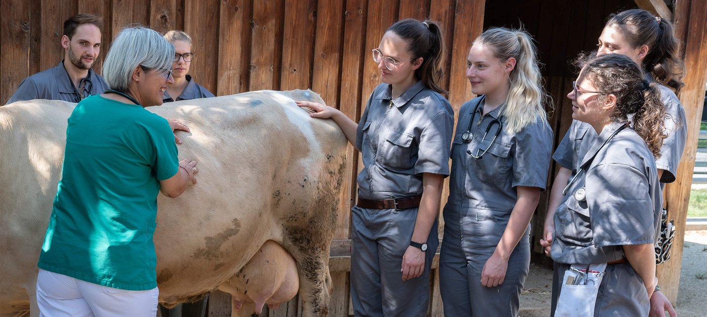 Untersuchung eines Rinds mit Studierenden