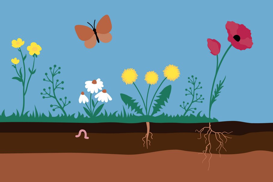 Illustration Pflanzen, Boden, Blumen, Zum Veranstaltungsrückblick