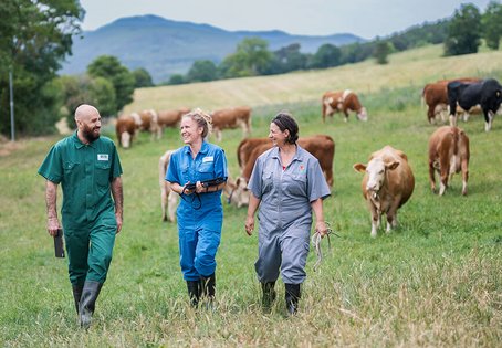 Tierärzte und Kühe auf der Weide, Foto: Thomas Suchanek/Vetmeduni