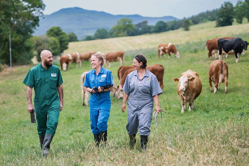 Tierärzte und Kühe auf der Weide, Foto: Thomas Suchanek/Vetmeduni