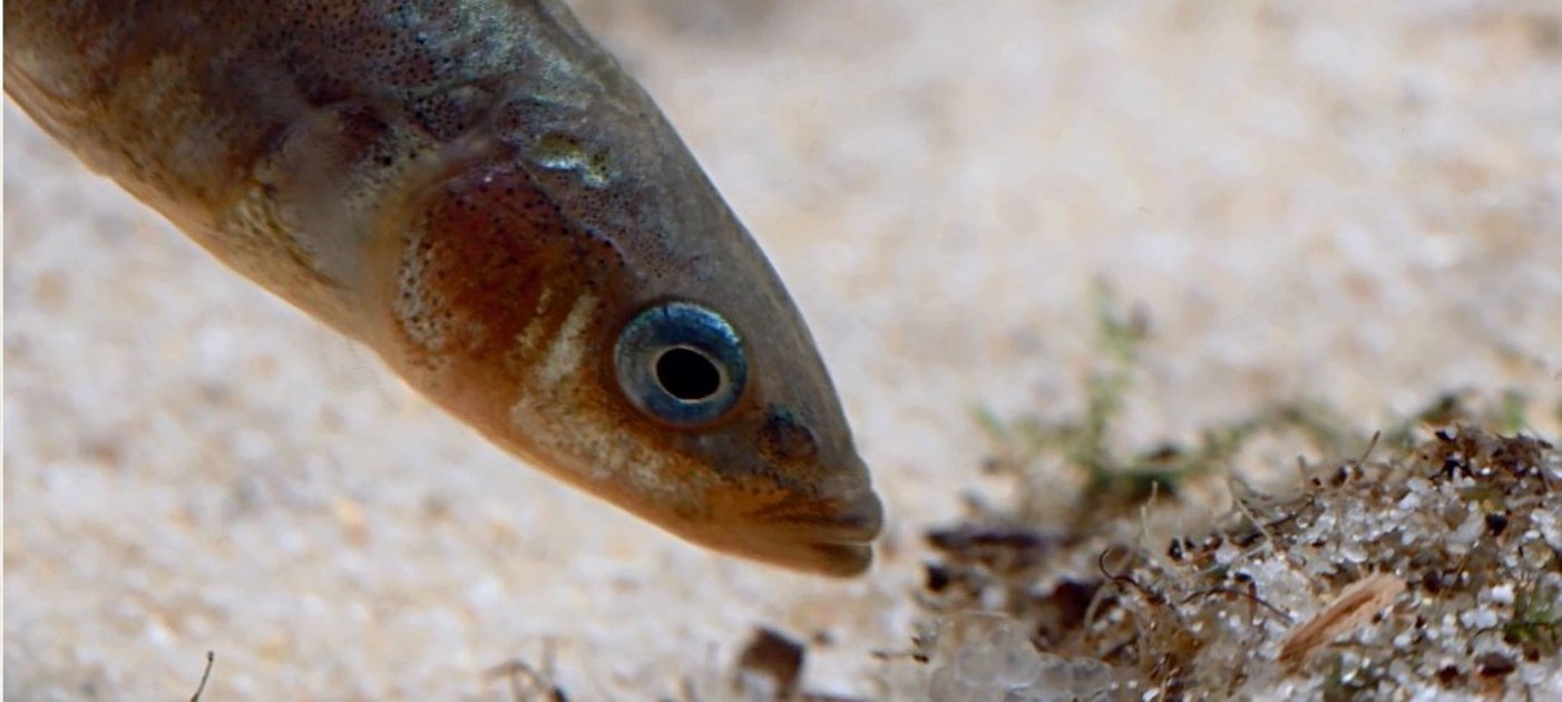 Stickleback