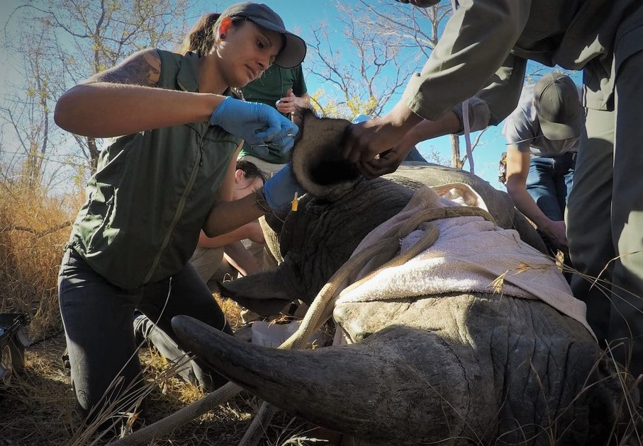 Friederike Pohlin beschäftigt sich mit der Stressphysiologie bei Nashörnern während der Umsiedelung der Tiere in sichere Lebensräume. Foto: Lisi Raich