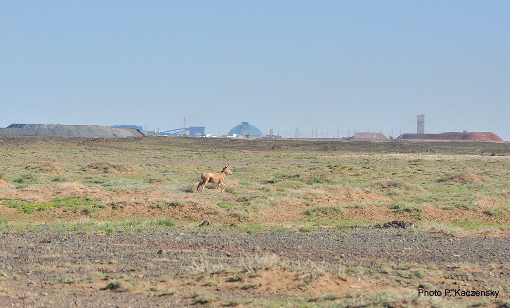 Photo of collared khulan at OT