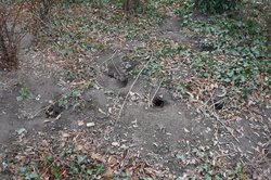Photo of rat burrows