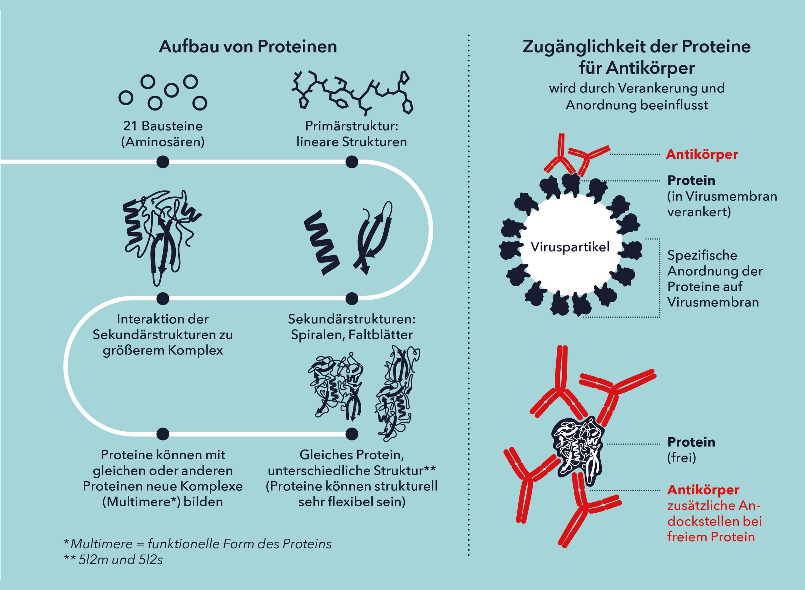 Aufbau von Proteinen und Zugänglichkeit der Proteine für Antikörper. Illustration: Matthias Moser/Vetmeduni