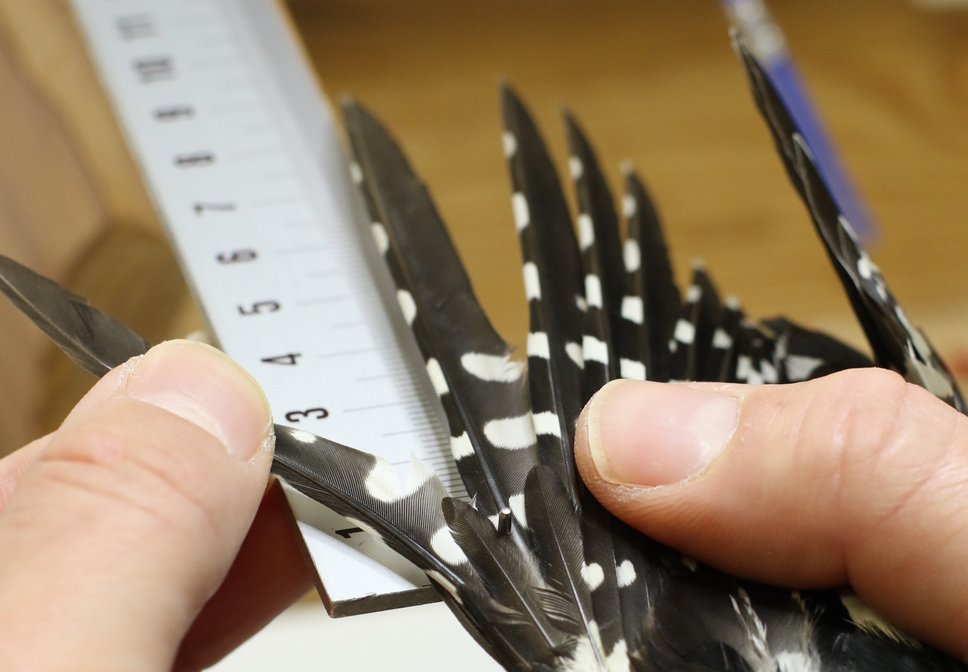 Bird wing being measured