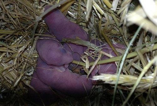 Foto von neugeborenen Gartenschläfern