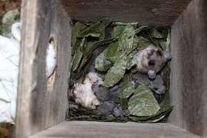 Foto von Siebenschläfern in Nestbox