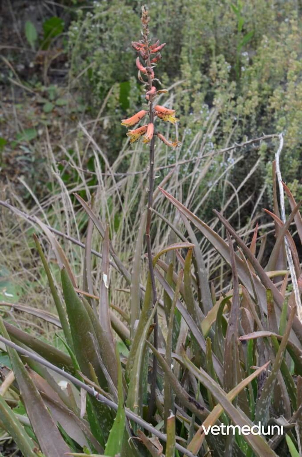 Echte Aloe