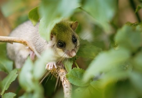 Gut versteckt. Der Siebenschläfer bevorzugt Laub- und Mischwälder mit alten Buchen und Eichen. Aktiv ist er in der Nacht und klettern kann er wie ein Weltmeister. Foto: Thomas Suchanek/Vetmeduni