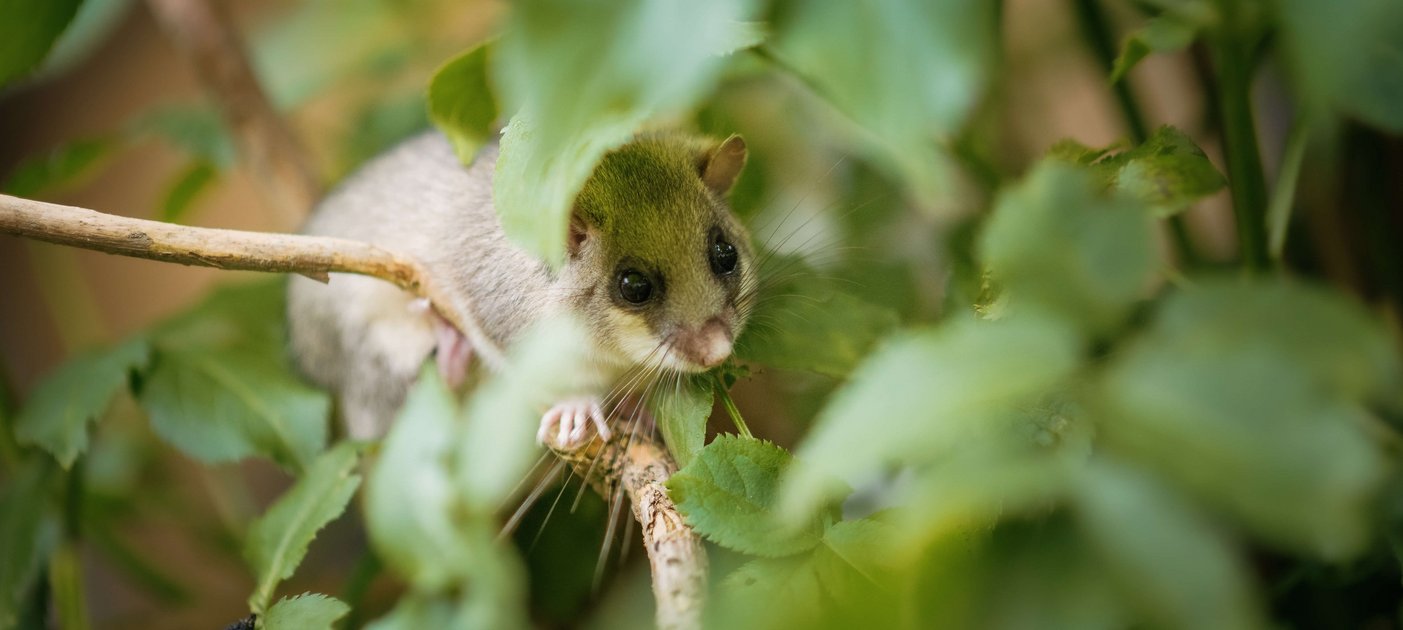 Gut versteckt. Der Siebenschläfer bevorzugt Laub- und Mischwälder mit alten Buchen und Eichen. Aktiv ist er in der Nacht und klettern kann er wie ein Weltmeister. Foto: Thomas Suchanek/Vetmeduni