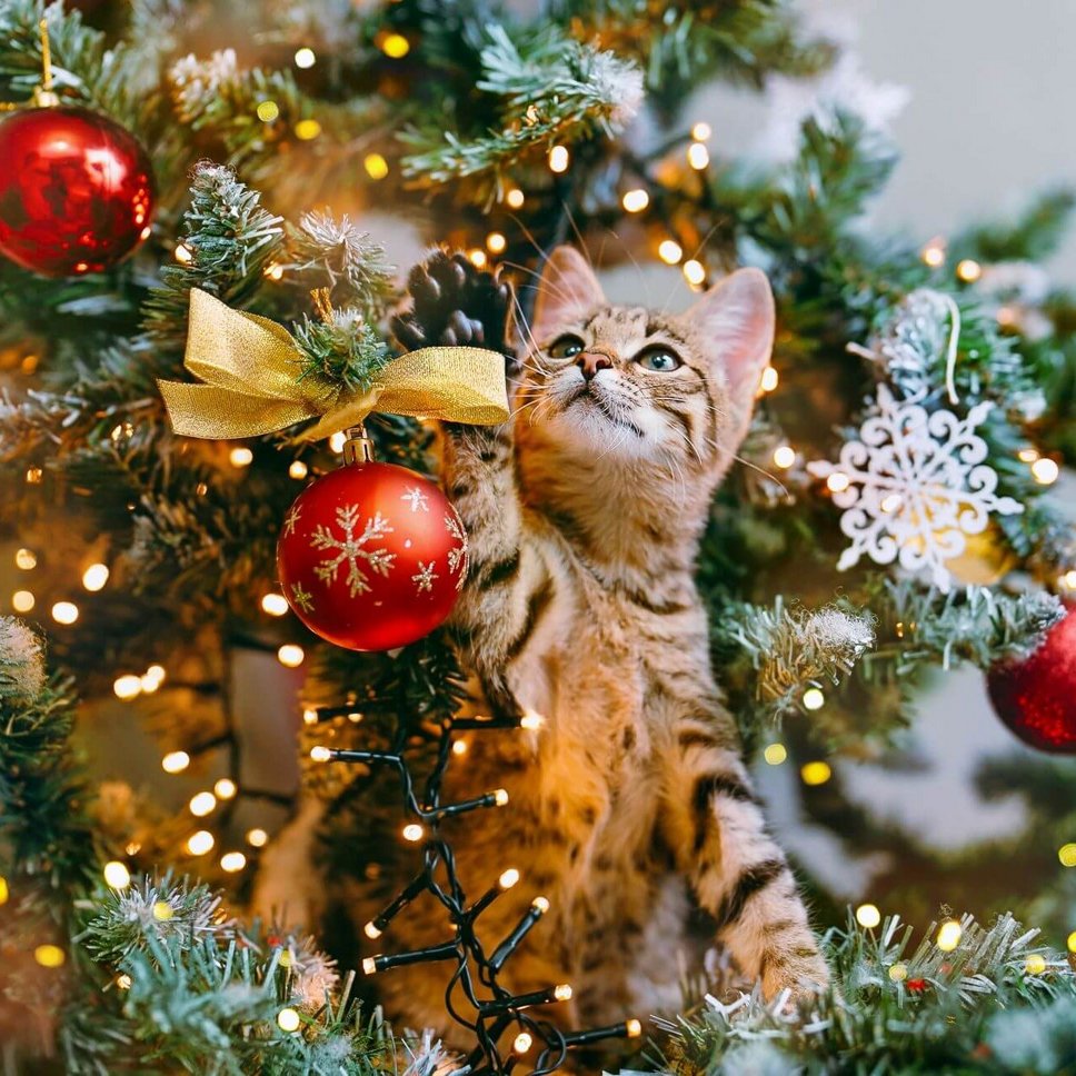 Katze mit Weihnachtsschmuck
