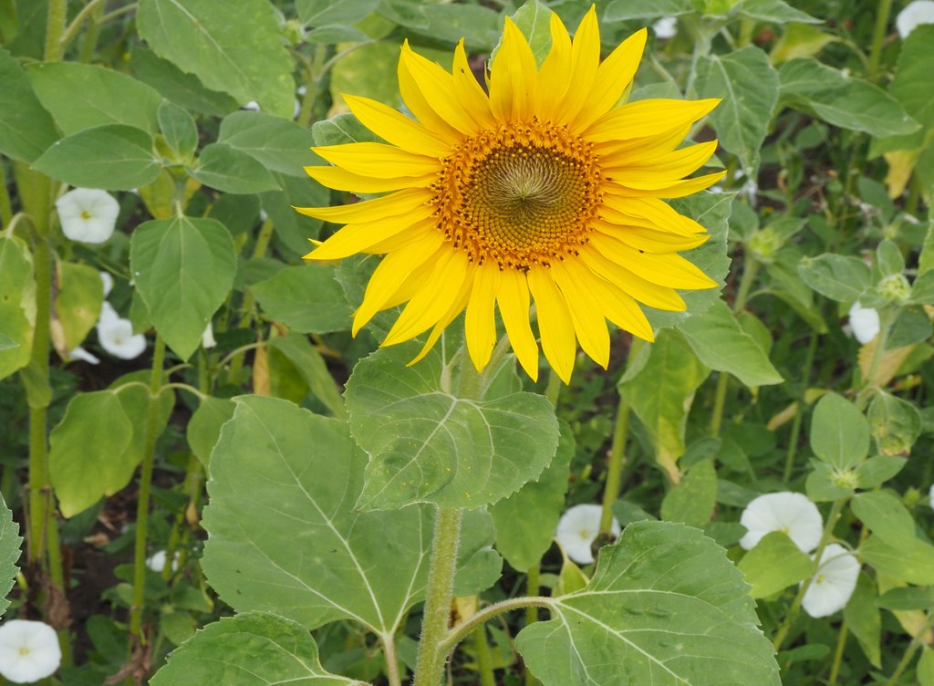 Sonnenblume