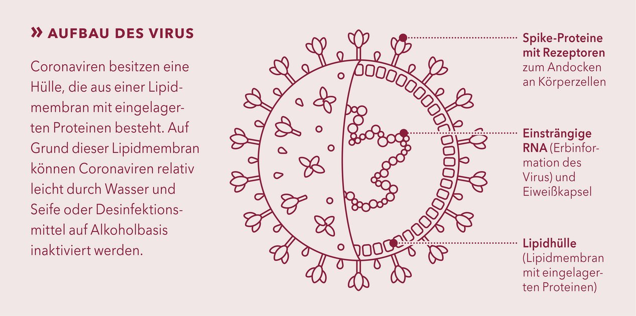 Aufbau des Coronavirus. Grafik © Matthias Moser/Vetmeduni Vienna