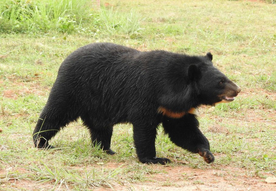 Asiatischer Bär auf einer Wiese/Asiatic black bear on a meadow