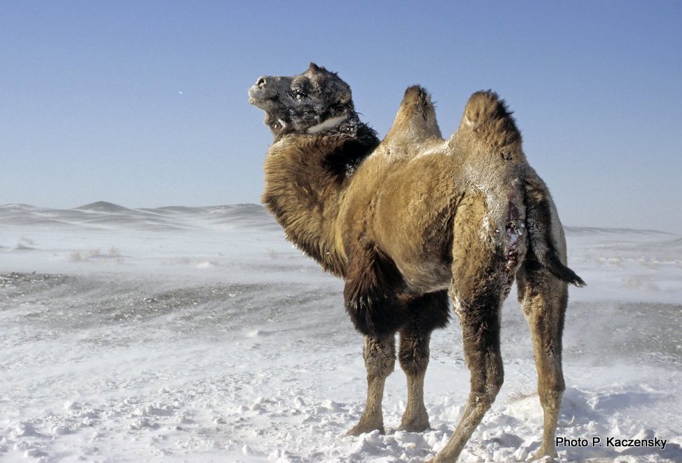 Bactrian camel with GPS collar