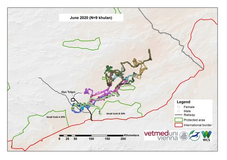 [Translate to English:] Karte von Kulan Bewegungen im Juni 2020