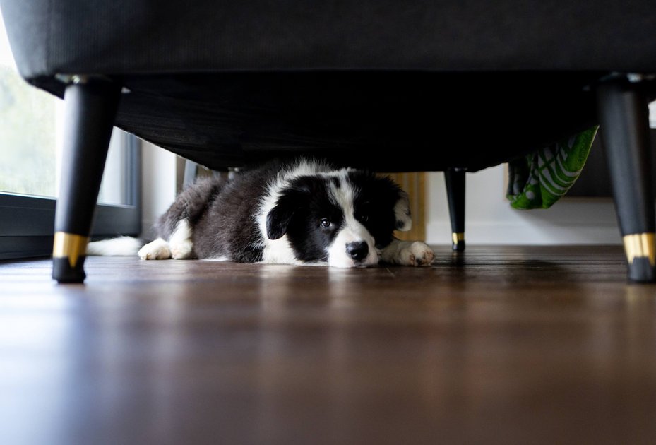 Foto: shutterstock Verängstigter Hund sitzt unter einem Sofa