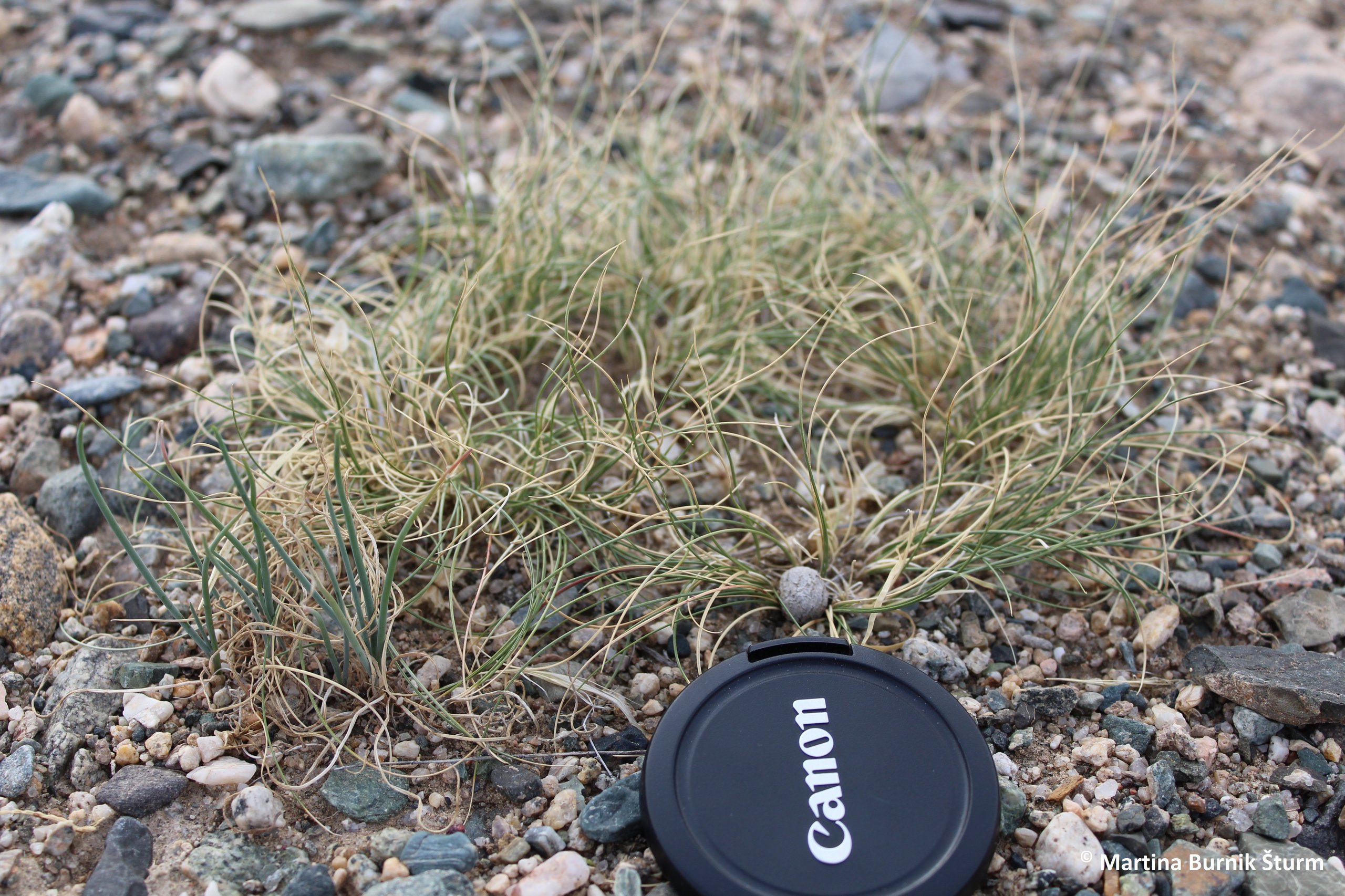 Photo of Stipa sp.