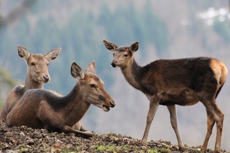 Photo of three red deer