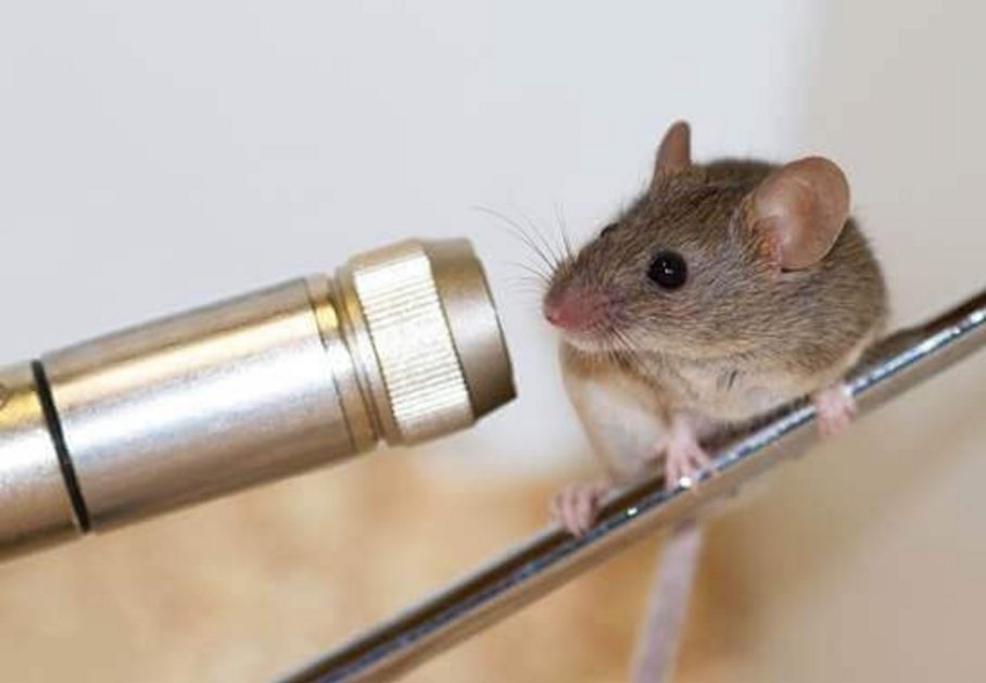 Eine Hausmaus aus der Nähe