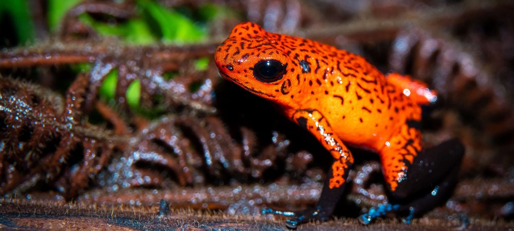 Oophaga pumilio, Foto: shutterstock