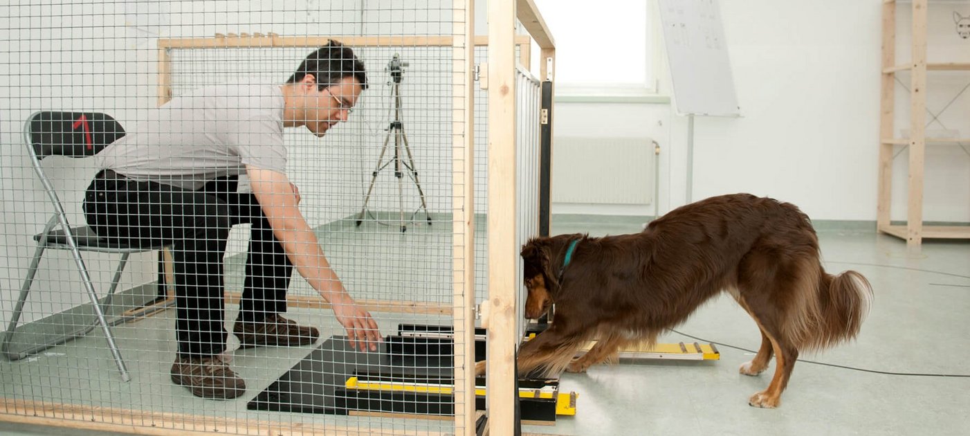 Ein Hund versucht für eine Studie ein Brett unter einem Zaun hervorzuziehen